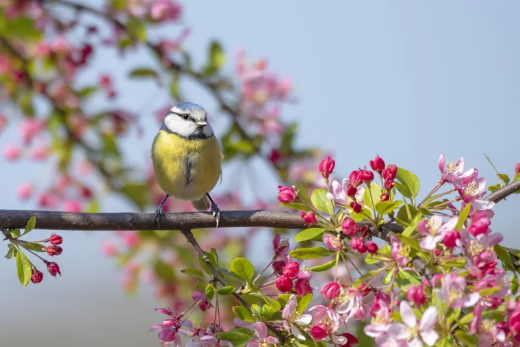 créez un tableau de repérage pour compter les oiseaux dans son jardin