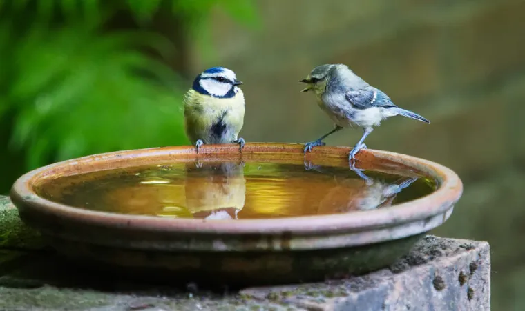 fournir de l'eau pour attirer les oiseaux dans son jardin