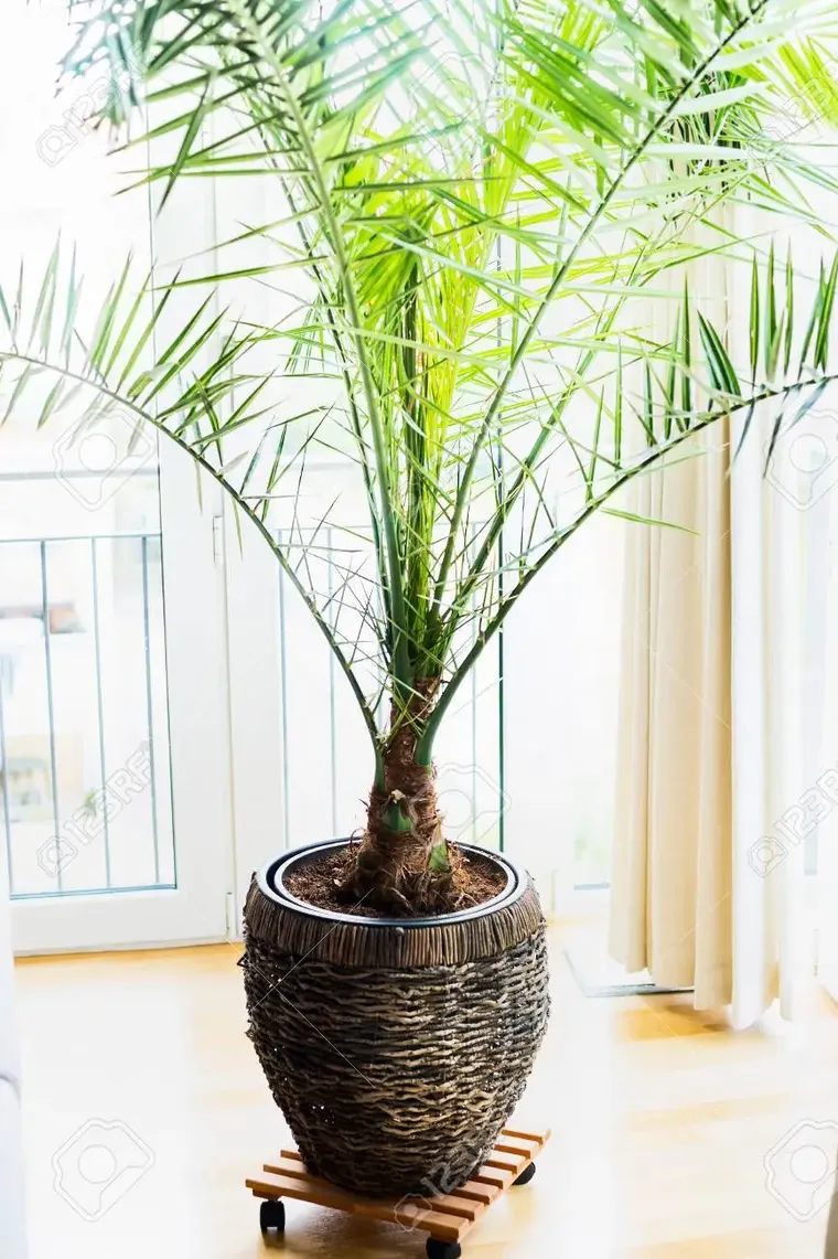 plantation d’un nouveau palmier dattier s’il était en pot