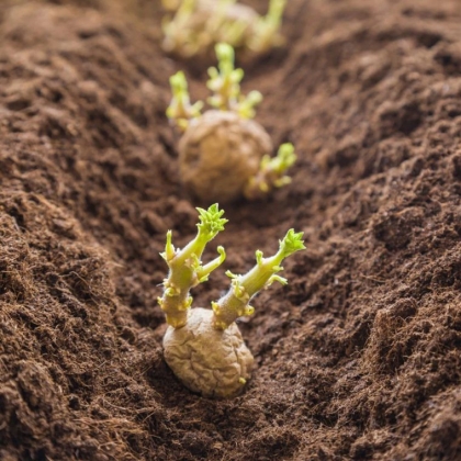 Quand planter les pommes de terre en 2023