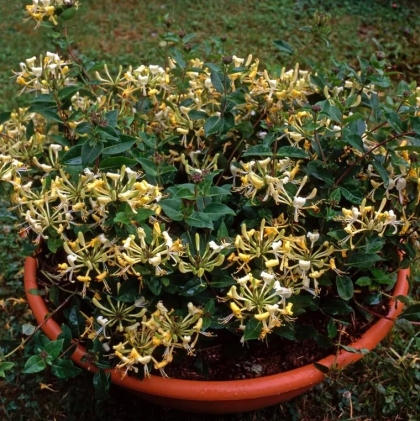 quand planter un chèvrefeuille en pot comment l'entretenir