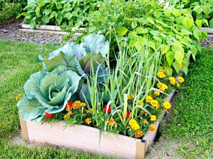 Que planter en mars au potager Une liste