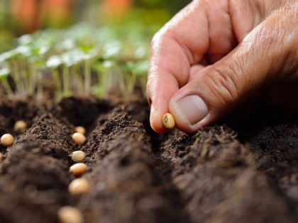 quels semis en mars planter au potager