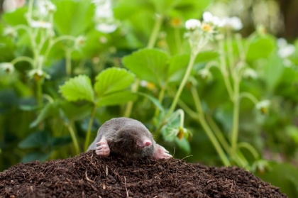 Remèdes de grand-mère taupes de jardin