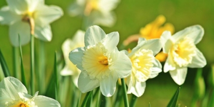 comment préparer le jardin au printemps