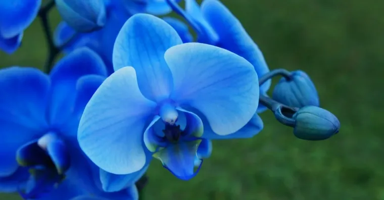 orchidée bleue vraie ou fausse