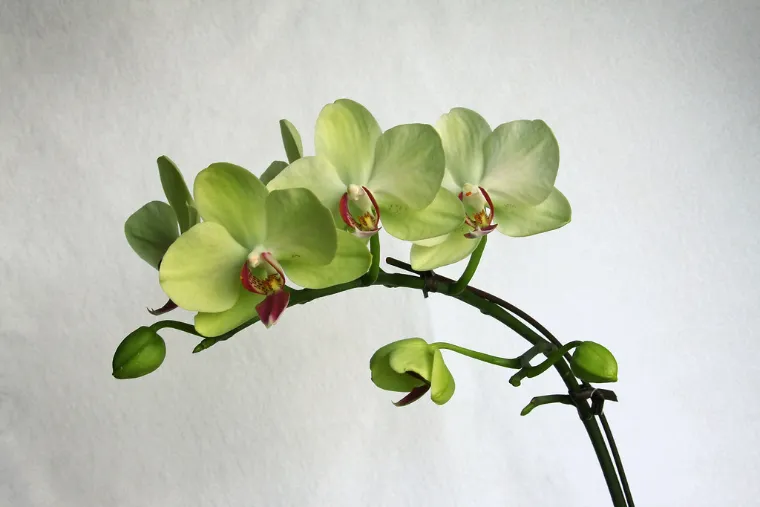 orchidées vertes symbolisme