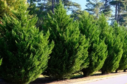 plante brise vue qui pousse vite