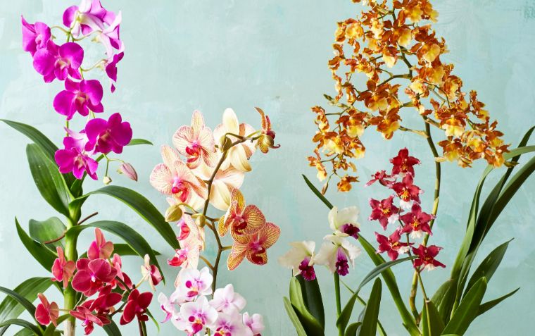 signification de la couleur de l'orchidée symbolisme