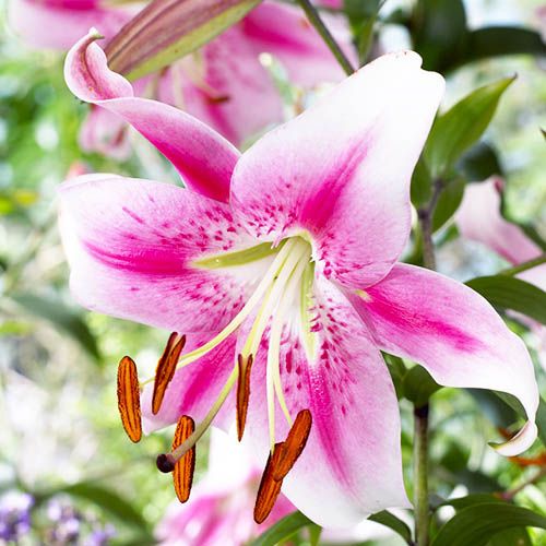 faire pousser des lys dans un climat sec lilium anastasia