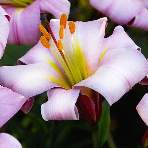 lilium planète rose