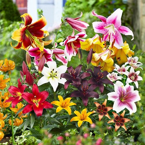 lilium super collection