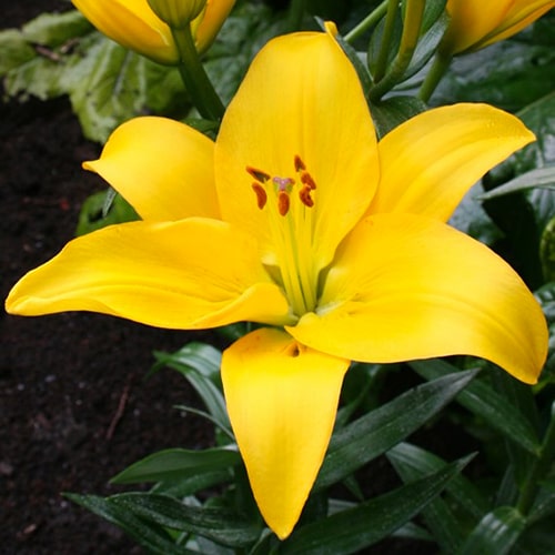 lily rapid yellow min