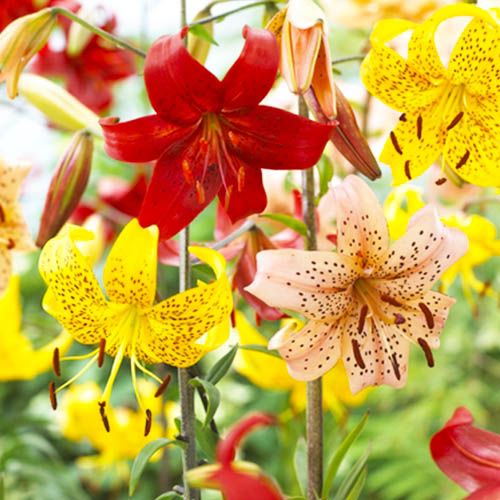 pousser des lys dans un climat sec lilium tiger mix