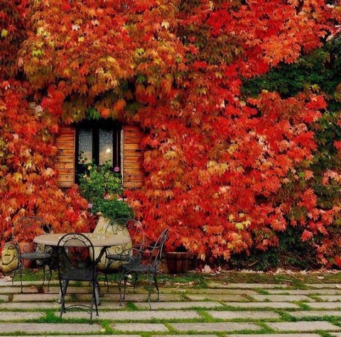 Mur rouge feuilles automne