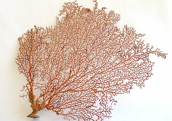 algue decoratif pour terrarium