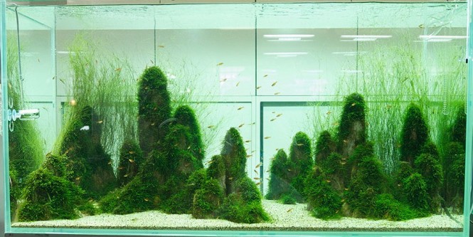 aquarium avec jardin sous eau