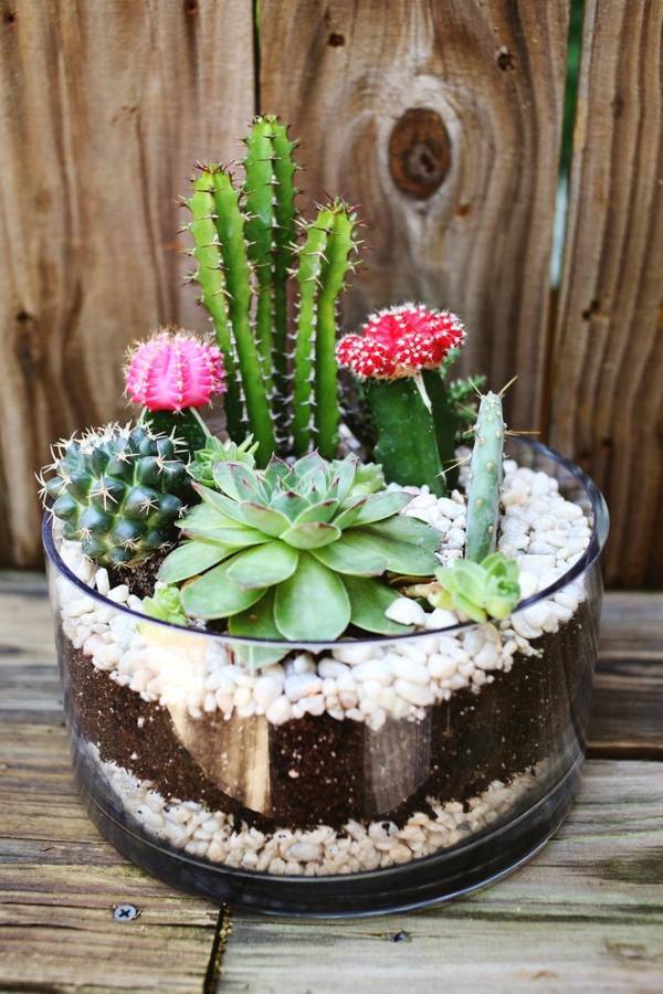 beau terrarium cactus