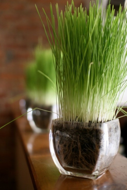 herbe vase verre transparet déco originale