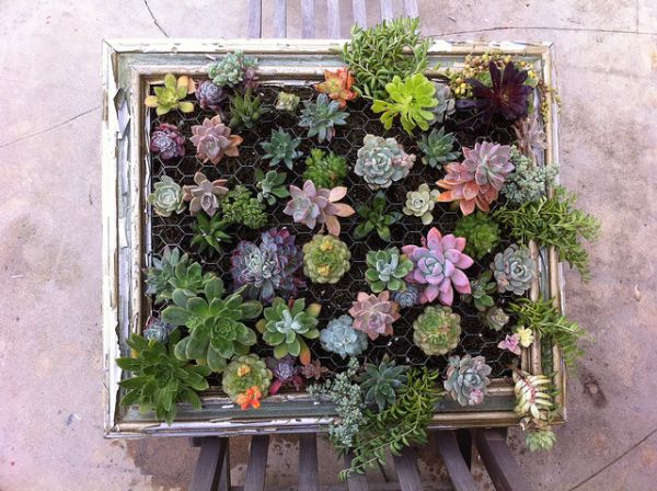 idée DIY cadre plantes original