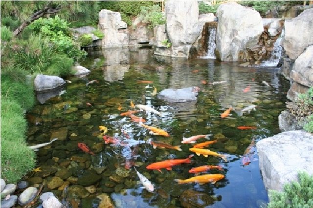 jardin eau avec poissons