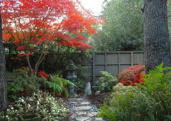 jardin japonais unique arbre- rouge