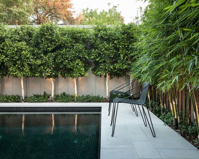 jardin piscine bambous