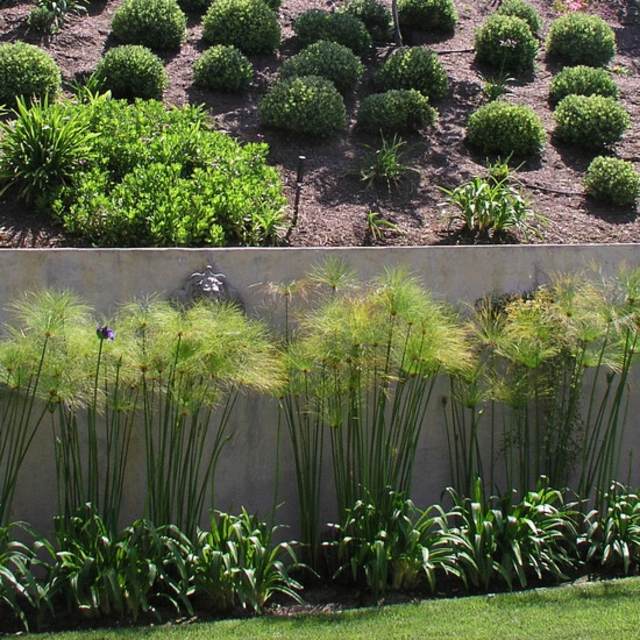 mur de clôture béton plantes