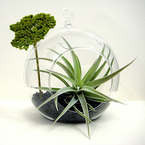 petit terrarium pas cher avec decoration