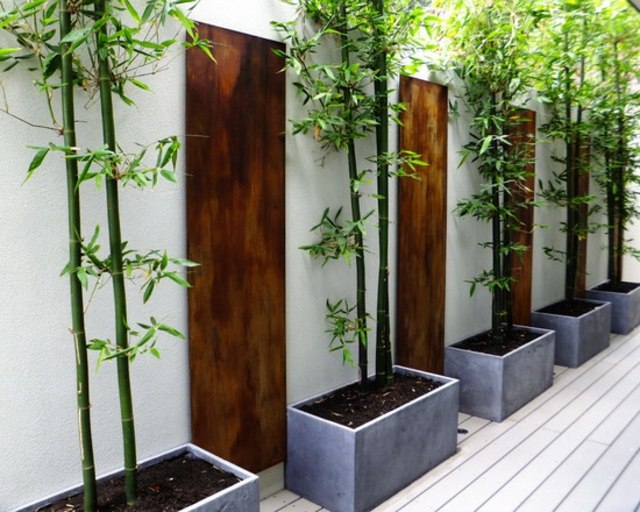 planter des bambous pots modernes