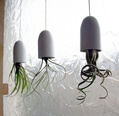 plantes d'intérieur suspendues en air