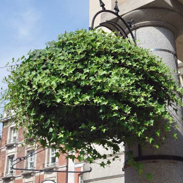pot de fleurs suspendu lierre ville urbain verdure