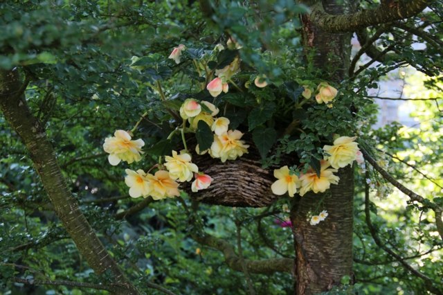 pot fleur suspendu branche foret arbre jaune