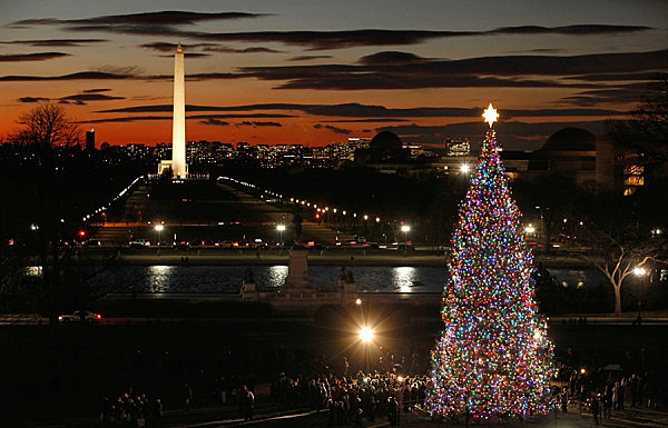sapins de Noël- sapin Capitol 