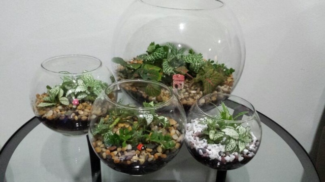 set de terrariums verre plantes