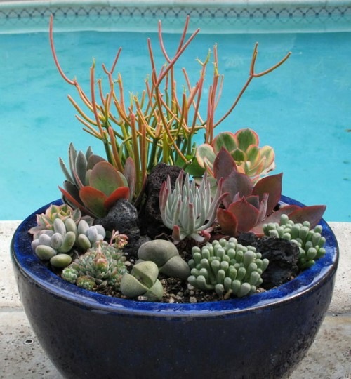 succulentes cache pot blau piscine plante