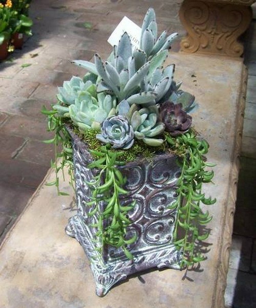 succulents pot ornemental rampant pendant metal