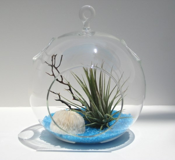 terrarium original simple spherique
